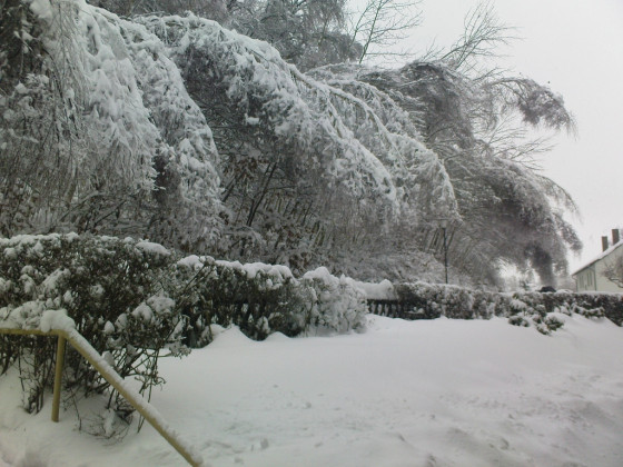 Schneelast auf den Bäumen