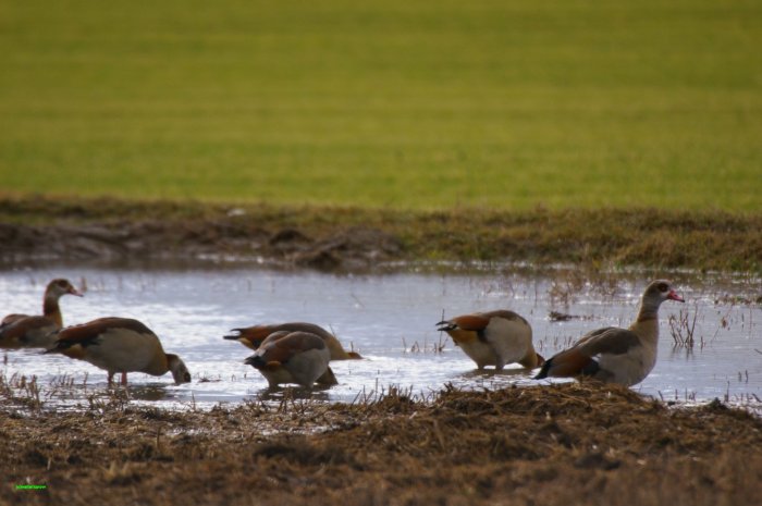 Nilgänse