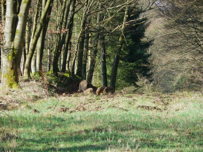 wildschwein mit Frischlingen