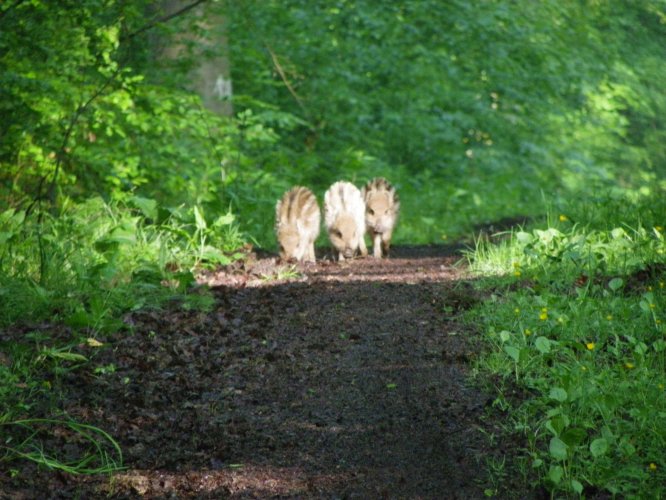 frischlinge auf nahrungssuche