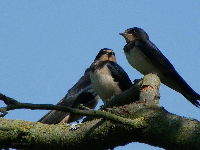 Fütterung der Schwalben