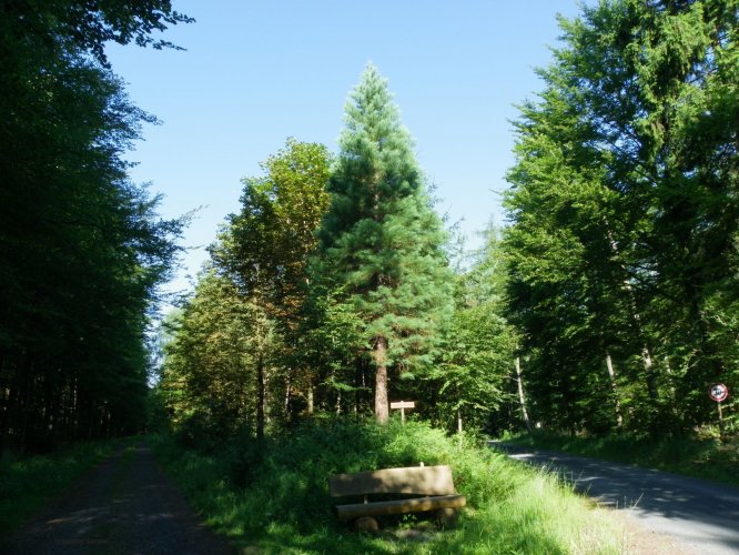 Mammutbaum
