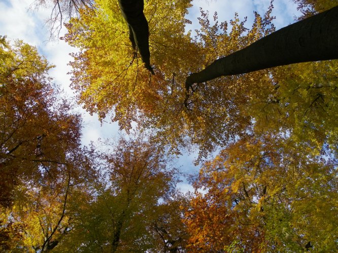 Herbst