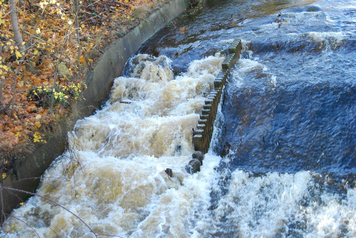 Wildes holtemmenwasser