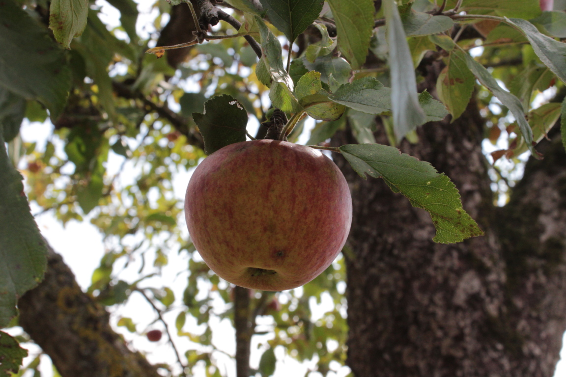 Apfel am Baum im Herbst