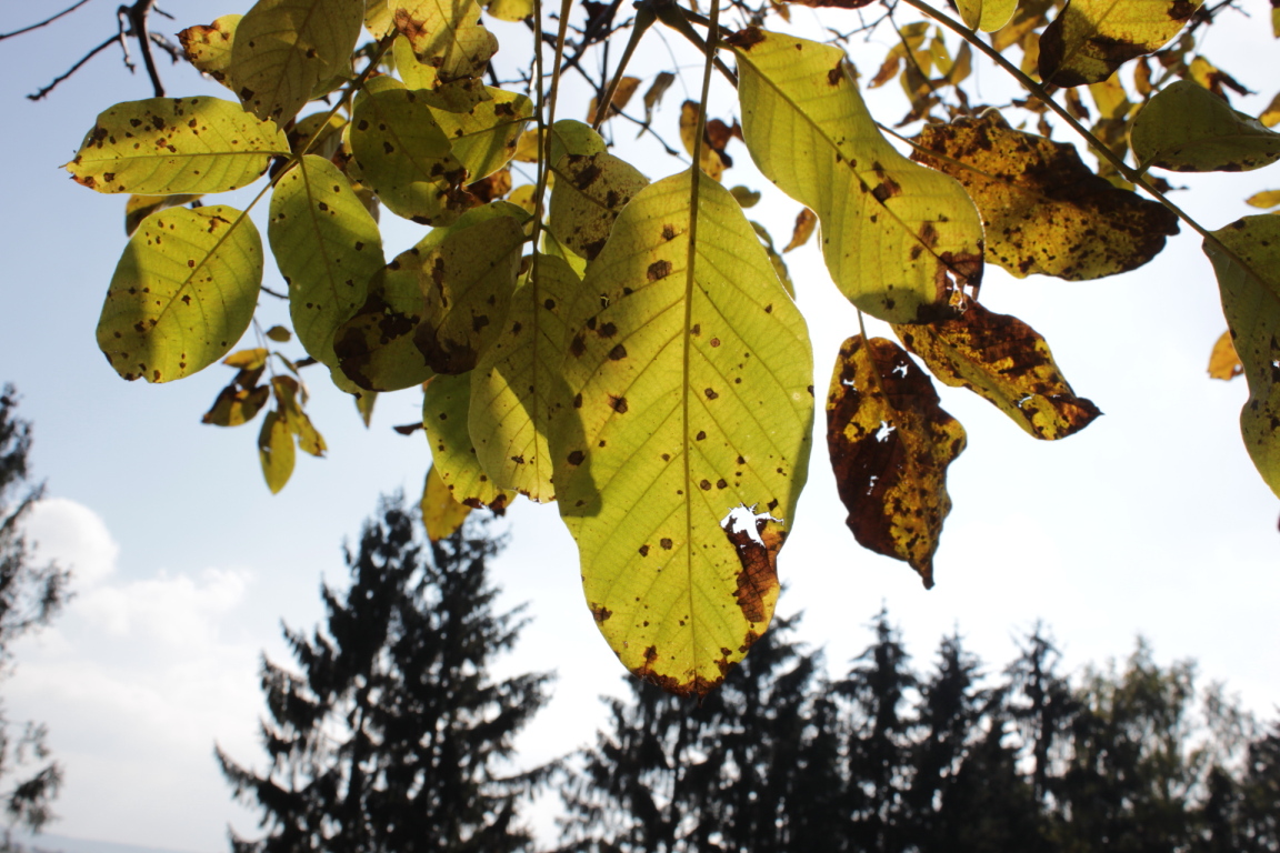 Herbstblätter im Sonnenlicht