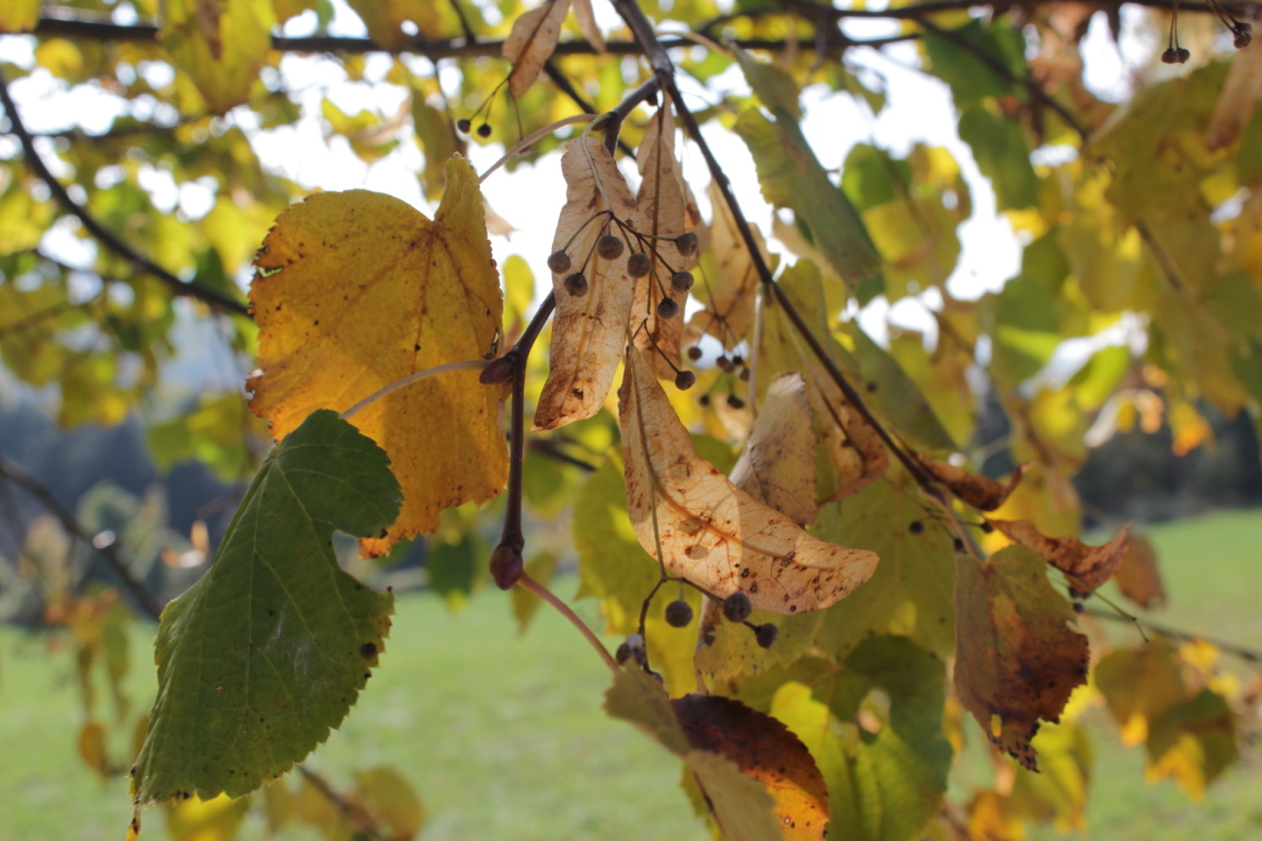 Herbstblätter