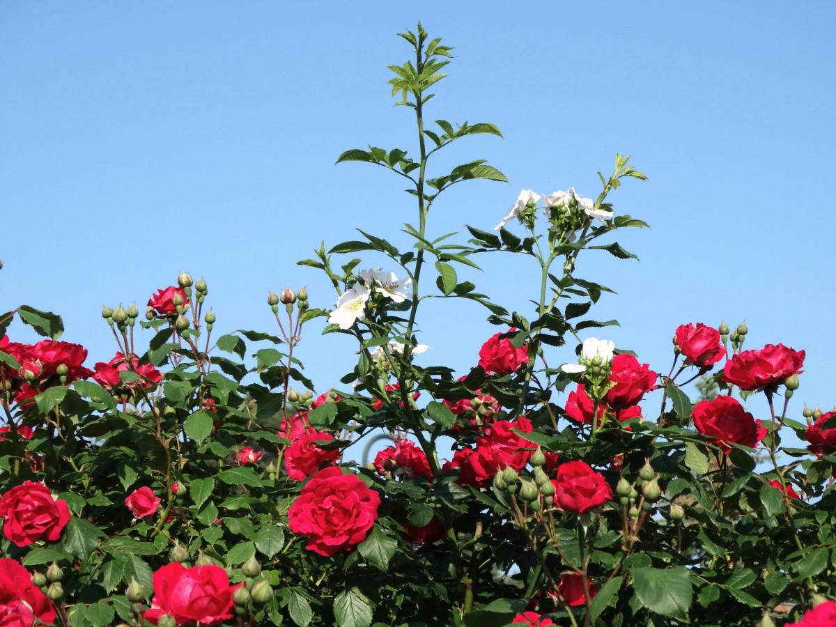 Scneeweißchen und Rosenrot