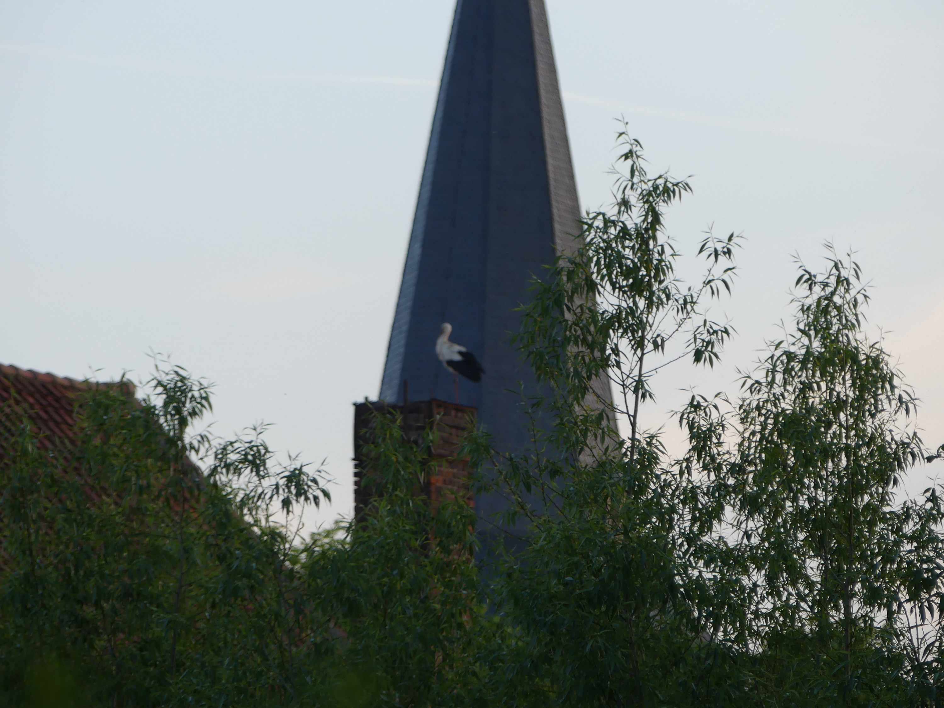 Der Storch hält Einzug?