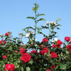 Scneeweißchen und Rosenrot