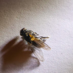 Fliege (Fokus Stacking)